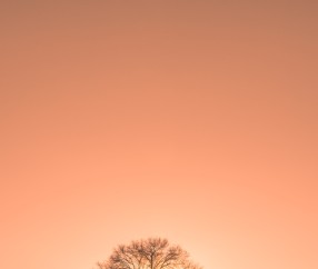 试管婴儿卵泡质量（试管婴儿卵泡质量不好可以打生长激素吗?）